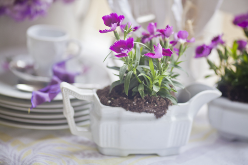 dianthus
